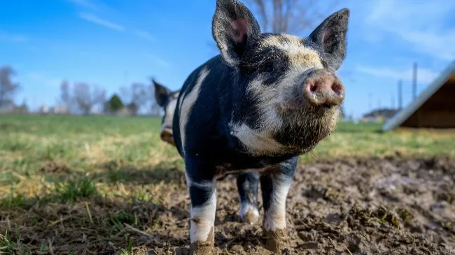 Swine Production in Japan: Navigating Shifting Tastes and Environmental Challenges