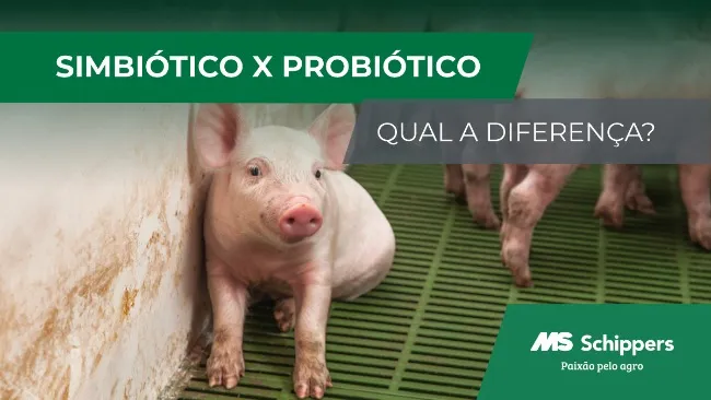 Utilização estratégica de probióticos e simbióticos