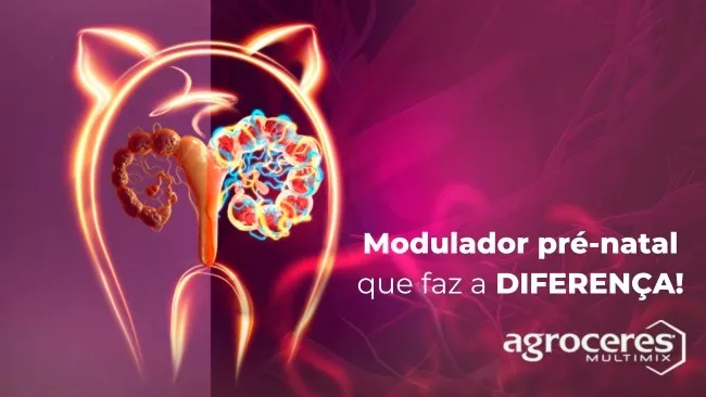 Modulador pré-natal garante maior uniformidade à leitegada 