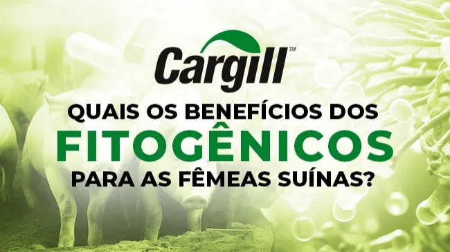 Saiba como os fitogênicos podem melhorar o desempenho de matrizes suínas em lactação
