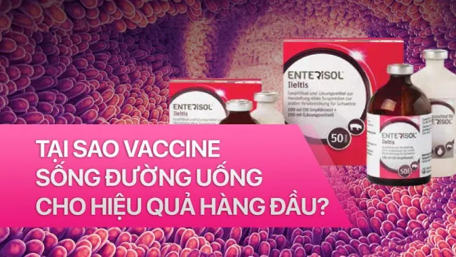 Tại sao vaccine đường uống cho hiệu quả hàng đầu với Ileitis?