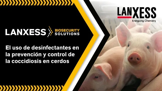 El uso de desinfectantes en la prevención y control de la coccidiosis en cerdos