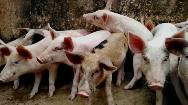 Tonisity Px demonstrates efficacy in combating Porcine Epidemic Diarrhea Virus (PEDV)