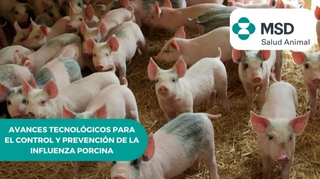 Avances tecnológicos para el control y prevención de la influenza porcina