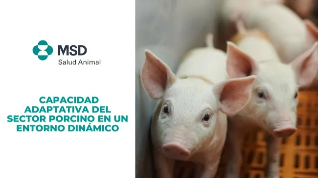 Capacidad adaptativa del sector porcino en un entorno dinámico