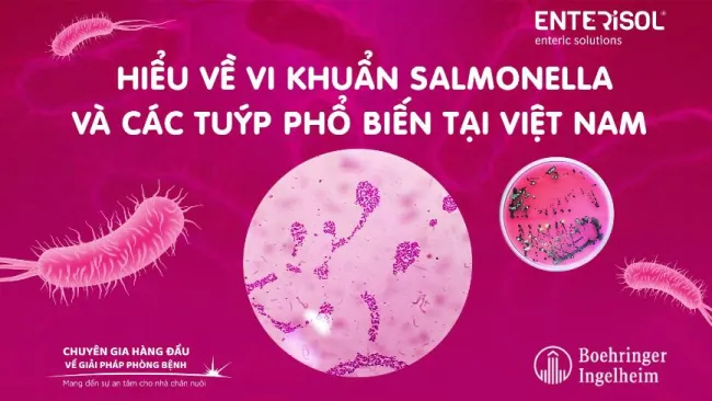 HIỂU VỀ VI KHUẨN SALMONELLA TẠI VIỆT NAM