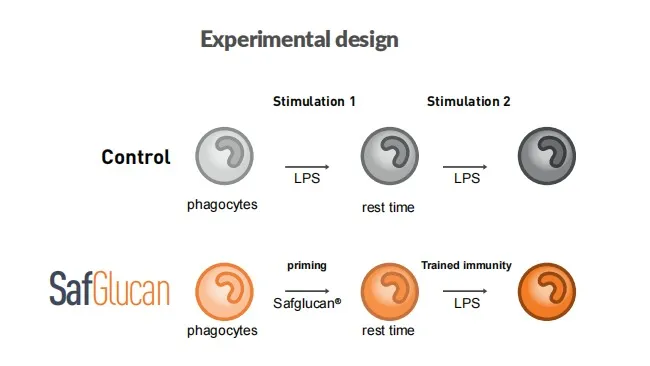 Safglucan<sup>®</sup>: la solución probada para el entrenamiento del sistema inmune