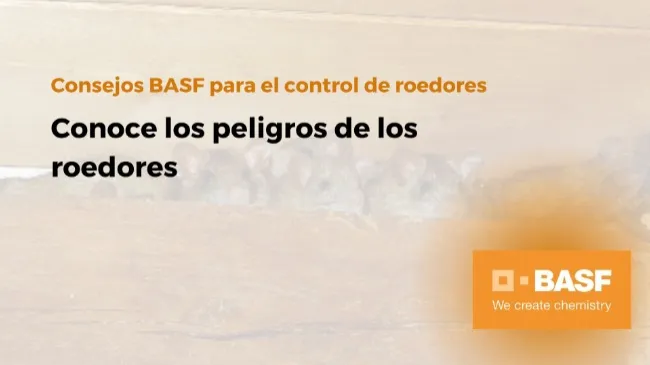 Conoce los peligros de los roedores