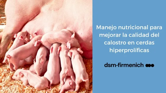 Manejo de la producción de calostro en cerdas hiperprolíficas