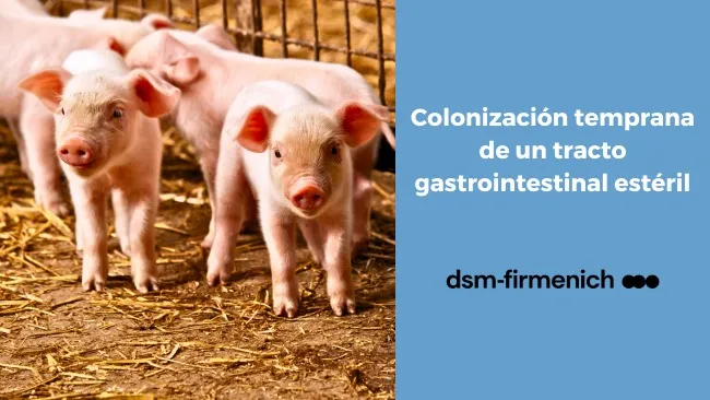 Microbiota intestinal en lechones: Impacto de la colonización temprana