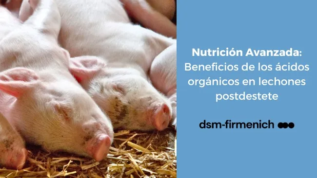 Ácidos orgánicos y su impacto en la dieta de los lechones