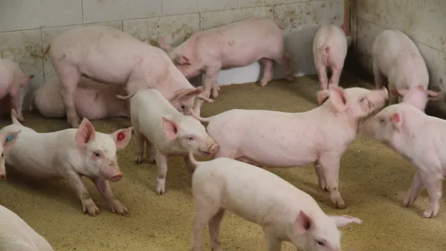 Danish Crown oferuje nową formę własności dla producentów prosiąt