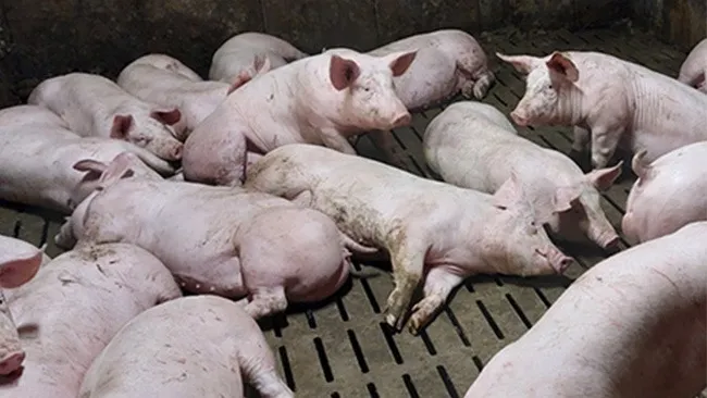 Stress management in pig farming
