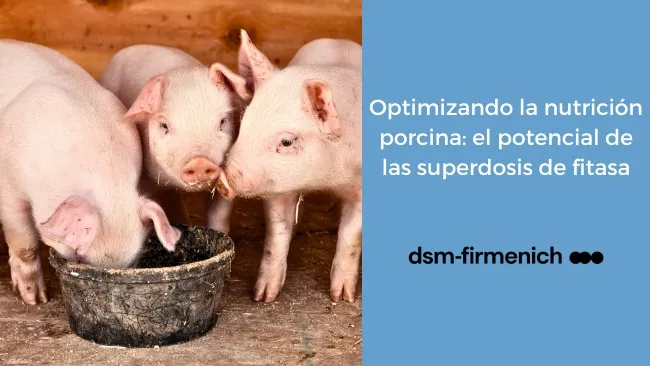 Eficiencia alimenticia en cerdos: Impacto de las superdosis de fitasa
