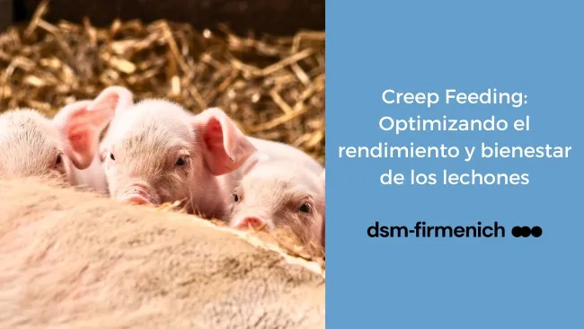 El impacto del Creep Feeding en la salud y crecimiento de lechones