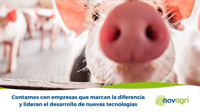 Especialistas en tecnologías para la producción porcina en América del Sur