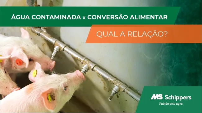 Qual a importância que você dá para a água da sua granja?