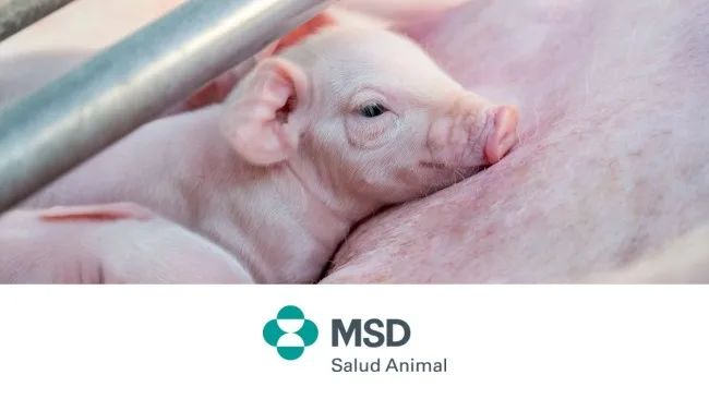 Carne de cerdo:  razones para aumentar su consumo