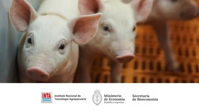 Exportaciones porcinas: la pata que le falta al sector porcino