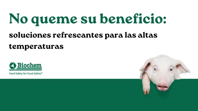 No queme su beneficio: soluciones refrescantes para las altas temperaturas