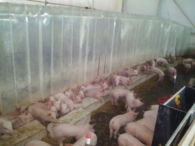 Piglets after weaning. Romania!