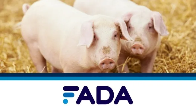 El sector porcino en datos: más producción y más consumo
