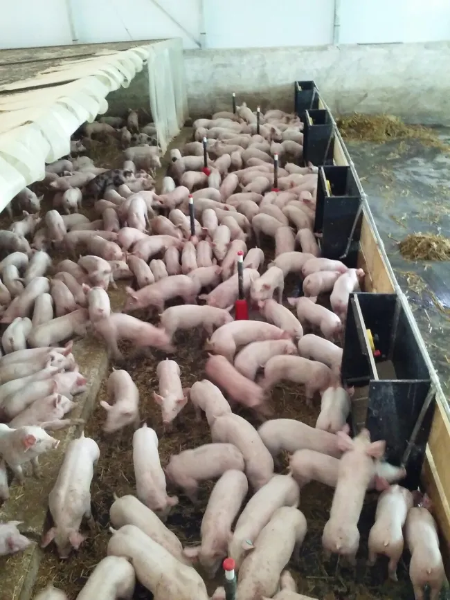 Piglets after weaning. 