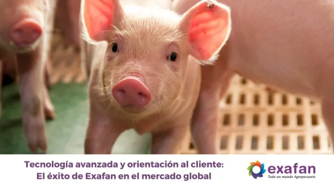 Innovación y compromiso: La clave de Exafan en la transformación de la producción porcina
