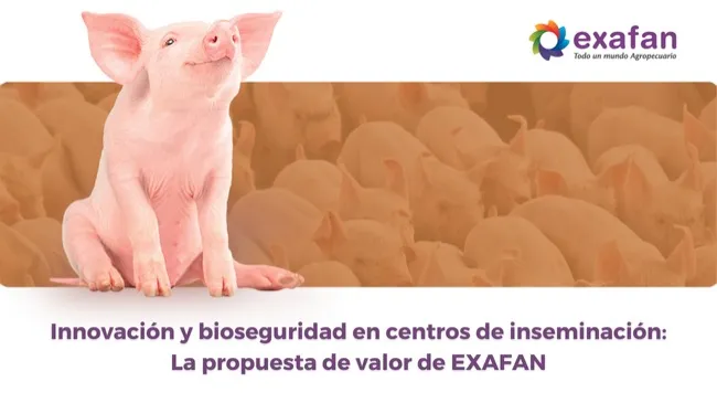 Material genético de alta calidad: El compromiso de EXAFAN con la producción porcina sostenible
