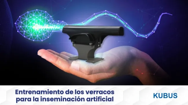 Optimización del entrenamiento de verracos para inseminación artificial: Técnicas y procedimientos