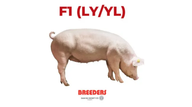 🐖 Danish Hybrid (LY/YL) : THE BEST SOW FOR FINISHER PRODUCTION