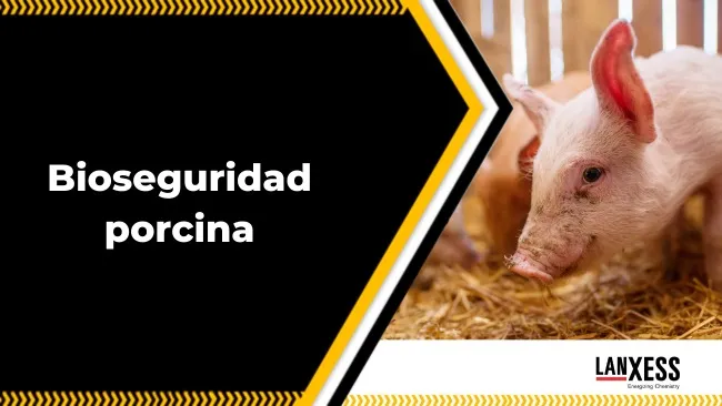 Protegiendo a los cerdos: Claves de la bioseguridad