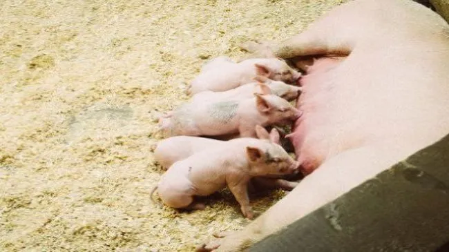 Leptospirosis porcina: transmisión y patogenia