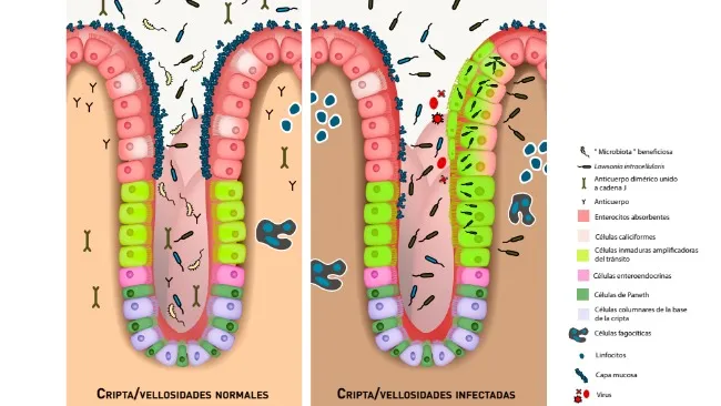 La importancia de la infección por Lawsonia intracellularis (ileítis) en cerdos para la industria porcina mundial. Por Tadele Kirosa , Anbu K. Karuppa