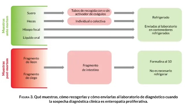 ¿Cómo puede un veterinario realizar un diagnóstico excelente de la ileítis?  Por Dr Fabio Vannucci