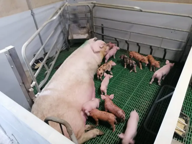Actualmente en la Unión Europea las instalaciones deben ser diseñada...