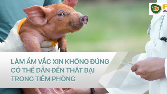BẠN ĐÃ LÀM ẤM VACCINE ĐÚNG CÁCH?