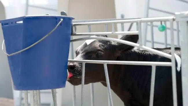 Estrés por calor en terneros mamones