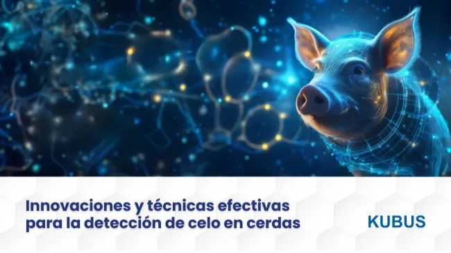 Detección de celo en la inseminación artificial porcina