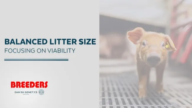 BALANCED LITTER SIZE