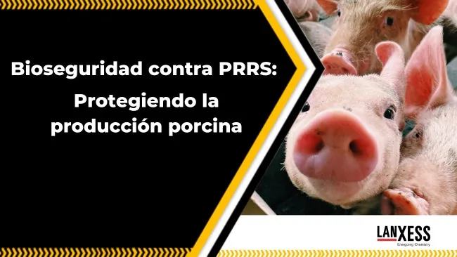 Impacto y control del síndrome reproductivo y respiratorio porcino (PRRS) en la industria porcina