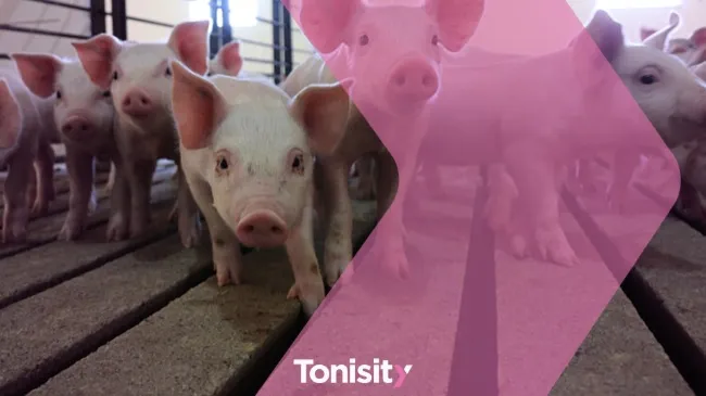 The Importance of Early Feeding for Piglets Before and During Weaning