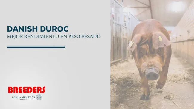 DANISH DUROC