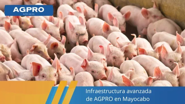 AGPRO en Mayocabo: innovación y excelencia en la producción porcina