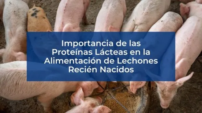 Importancia de las proteínas lácteas en la alimentación de lechones recién nacidos