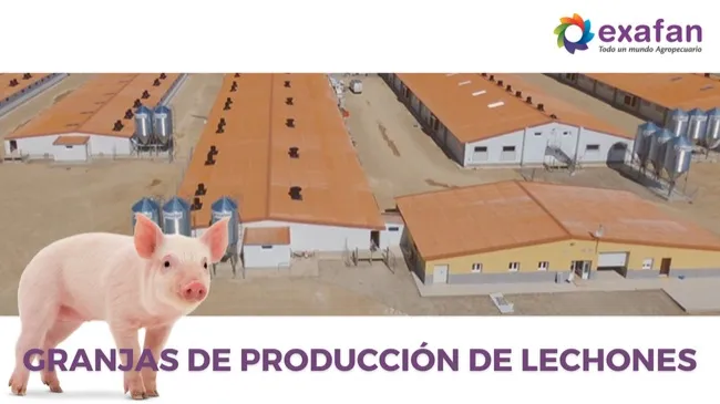 La Importancia de las granjas de producción de lechones en la industria porcina