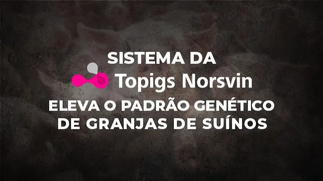 InGene: sistema de produção em núcleo fechado pioneiro da Topigs Norsvin