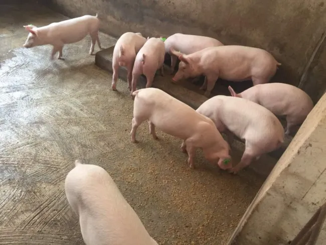 Hi please l m a pig farms and l for Ghana please l need a support on t...