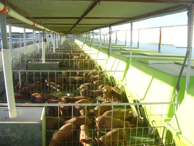 lechoneras cerdos ibericos