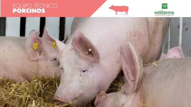 Uso de materias primas alternativas en la producción porcina